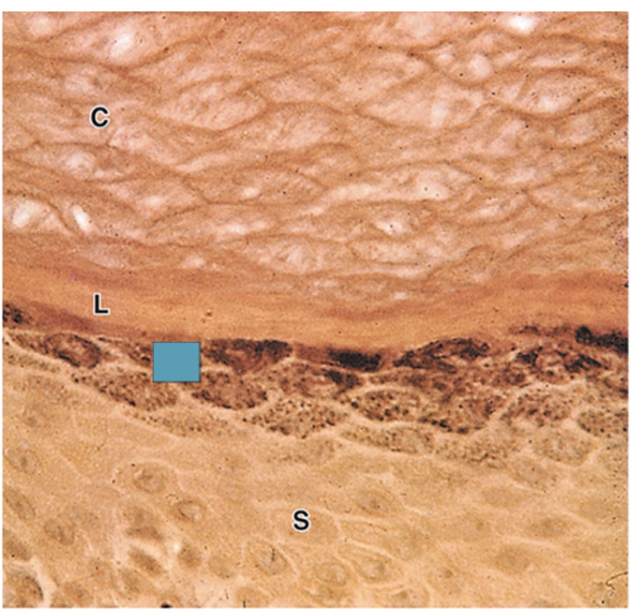 <p>Identify the specific layer</p>