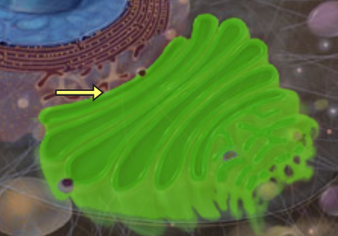 <p>Gen cell</p>