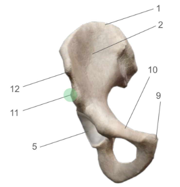 term image