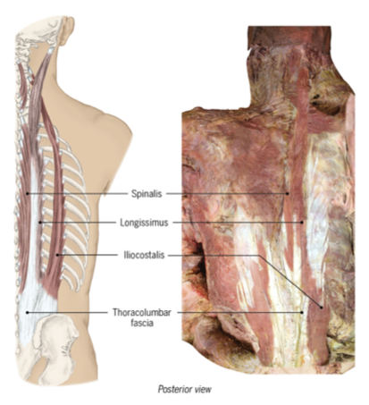 <ul><li><p>illiocostalis, longissimus, spinalis </p></li><li><p>bring body back to neutral after flexing and static standing </p></li></ul><p></p>