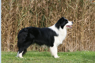 <p>• Stan, a 20kg MN Border Collie.</p><p>• Cardiac output approx. 10% BW = 2 L/min.</p><p>• Kidneys receive <strong>20%</strong> of the cardiac output (despite only being 0.5% of an animal’s BW!) = 400 mL/min.</p><p>• Taking haematocrit (cell volume in blood) to be approx. 45%.</p><p>400 mL blood = 220 mL plasma.</p><p>• Approx. 25% of that plasma is filtered = 55 mL/min.</p><p>Which would give a GFR of 2.75 mL/min/k</p>