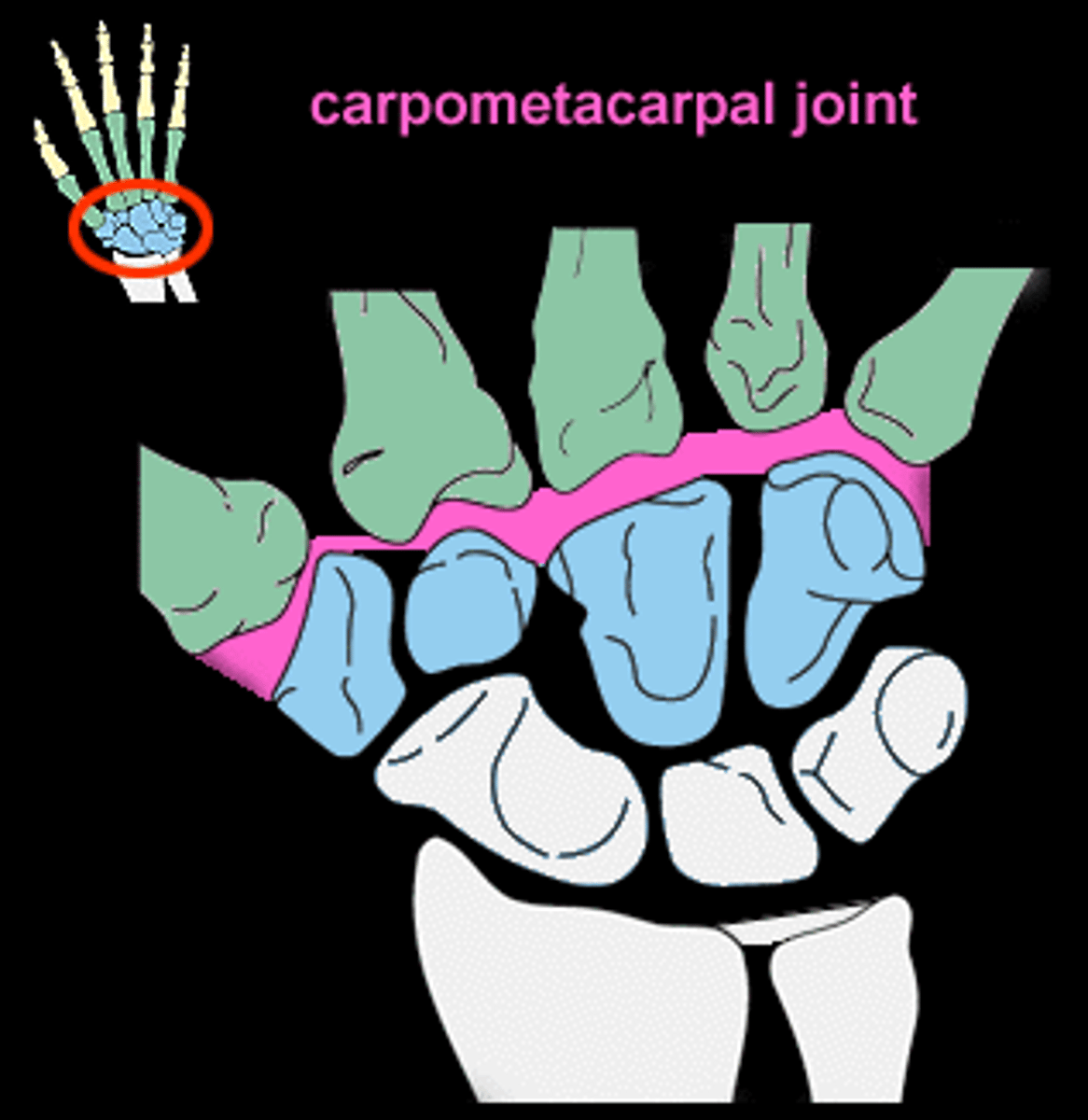 <p>articulation between carpals and metacarpals</p>