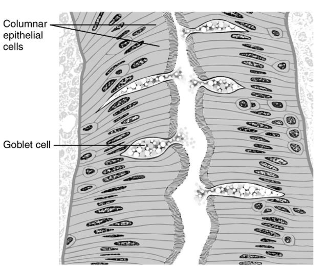 <p>Examples:</p><p>• Linings of stomach, small intestine, large</p><p>intestine, gall bladder</p><p>• Hair cells in the cochlea</p>