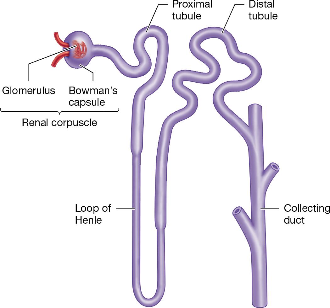 <p>end of the nephron where the major regions empty into</p><p>may reabsorb more water to maintain homeostasis</p><p>in addition, urea moves from urine to the interstitial fluid at the base of the collecting duct and contributes to medullary osmotic gradient set up by the loop of Henle</p><p>in contrast, urine that leaves this region is dilute when individual is well hydrated but concentrated when the individual is dehydrated</p>