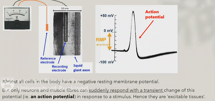 <p>because only they can suddenly response with a transient change to an action potential, all other cells have a negtive resting membrane potential</p>