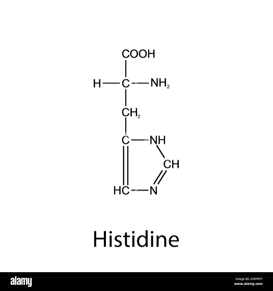 <p>Histidine </p>