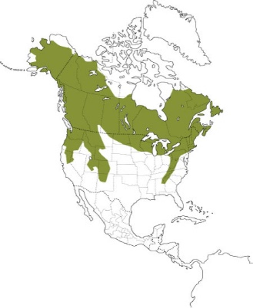 <p>Snowshoe hare</p><p>herbaceous veg in summer, woody in winter</p><p>northern forests</p><p></p>