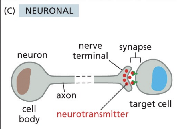 <p>Neuronal signals are transmitted electrically along a nerve cell axon. When this electrical signal reaches the nerve terminal, it causes the release of neurotransmitters onto adjacent arget cells (the process by which neurons communicate using electrical/chemical signals to transmit info thru nervous system)</p>