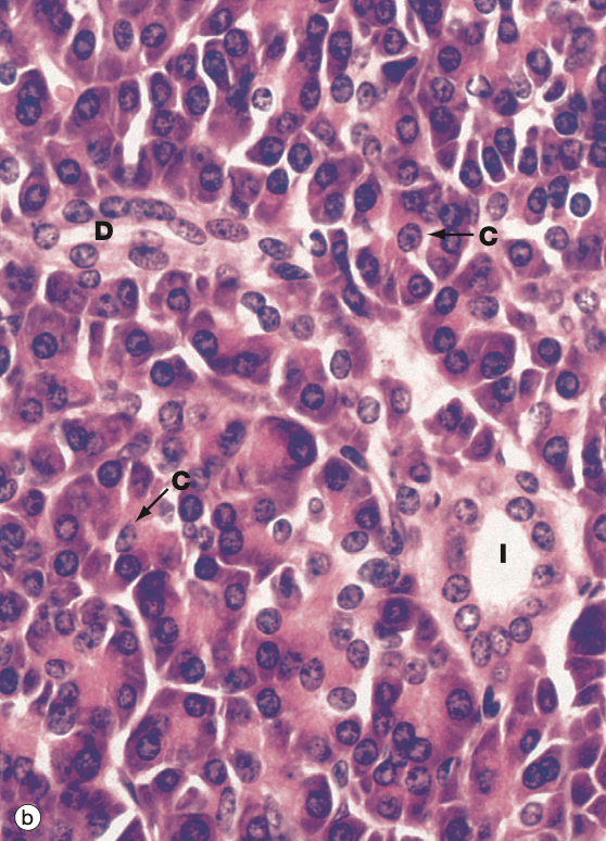 <p>Identify the Organ and Structures?</p>
