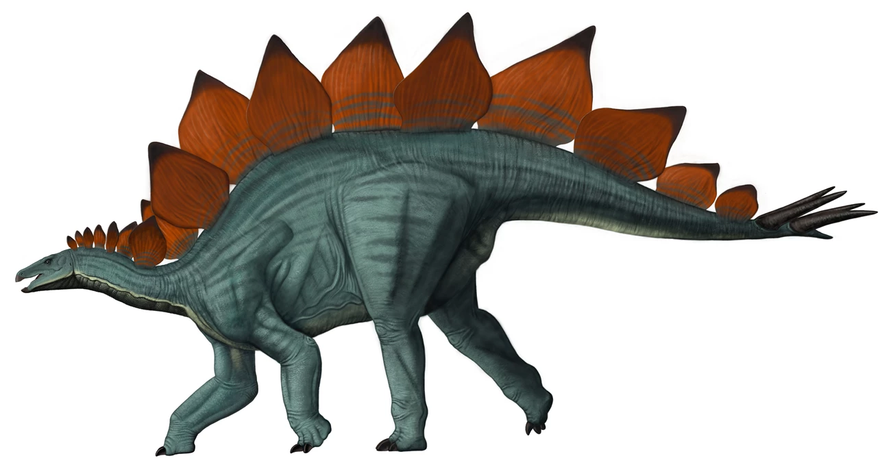 <ul><li><p>Ornithischians</p></li><li><p><mark data-color="rgba(0, 0, 0, 0)" style="background-color: rgba(0, 0, 0, 0); color: inherit;">from the Late Jurassic period, roughly 155 to 145 million years ago</mark><span>. It is famous for the two rows of upright, kite-shaped plates along its back and the four formidable spikes on its tail</span></p></li></ul><p></p>