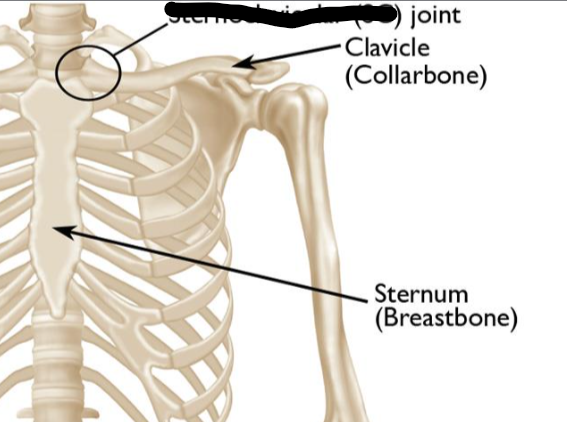 <p>What joint is this within the <strong>Upper-Appendicular Skeleton?</strong></p>