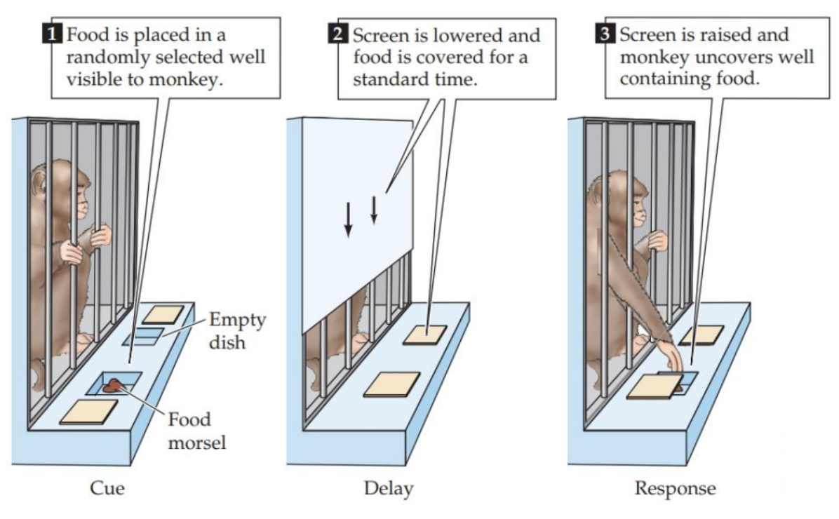 <ul><li><p>mild food deprivation leads to strong motivation to perform for food</p></li><li><p>then shown two wells, one is empty, the other food</p></li><li><p>wall is lowered over cage and wells are covered → in order to remember where food is, monkey must maintain mental representation of its location</p></li><li><p>this is delay period across memory assays (period where original stimulus removed and monkey can’t see it, so representation is maintained)</p></li><li><p>then leave time for response phase</p></li></ul><p></p>