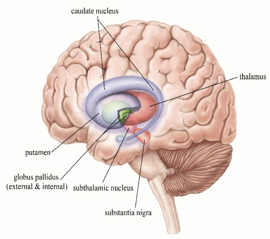 <p>Straitum= caudate nucleus, putamen</p><p>Globus Pallidus= Internal and external</p><p>Subthalamic nucleus</p><p>Substantia nigra= consists of the pars compacta (dopamine) and Pars reticulata (GABA)</p><p>Thalamus</p><p>Substantia nigra pars reticulata</p>