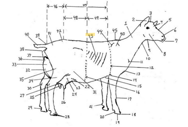 knowt flashcard image