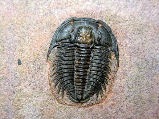 <ul><li><p>extinct marine group</p></li><li><p>most bottom dwellers</p></li></ul><p></p>