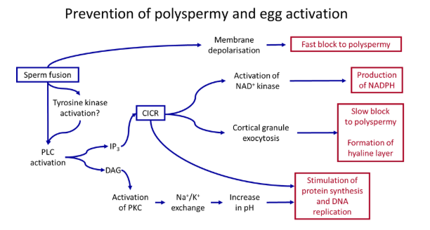 <ul><li><p>the primary ‘<strong>fast block</strong>’- upon fertilisation, the <strong>membrane potential depolarises from -70 to +20</strong>, due to the influx of calcium (or sodium) ions</p></li><li><p>this propagates around the whole cell very fast, causing multiple different changes dependent on the species eg. deactivating juno sperm receptors</p></li></ul><p></p><ul><li><p>the secondary ‘<strong>slow block</strong>’- activation of <strong>phospholipase C</strong> in the <strong>phosphatidyl inositol </strong>signalling pathway causes <strong>calcium waves</strong> to propagate around the cell due to <strong>calcium-induced calcium release </strong>(positive feedback)</p></li><li><p>this causes the production of a <strong>physical barrier </strong>around the egg by <strong>cortical granule fusion</strong>- specialised <strong>vesicles </strong>fuse with the egg cell membrane, releasing <strong>enzymes </strong>that cause the <strong>hardening </strong>of the cells of the <strong>zona pellucida</strong></p></li></ul><p></p>
