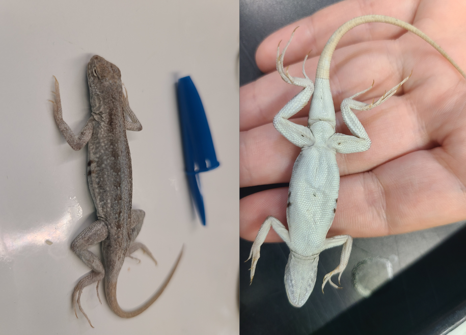 <p><span>Scientific name and distinguishing feature</span></p>