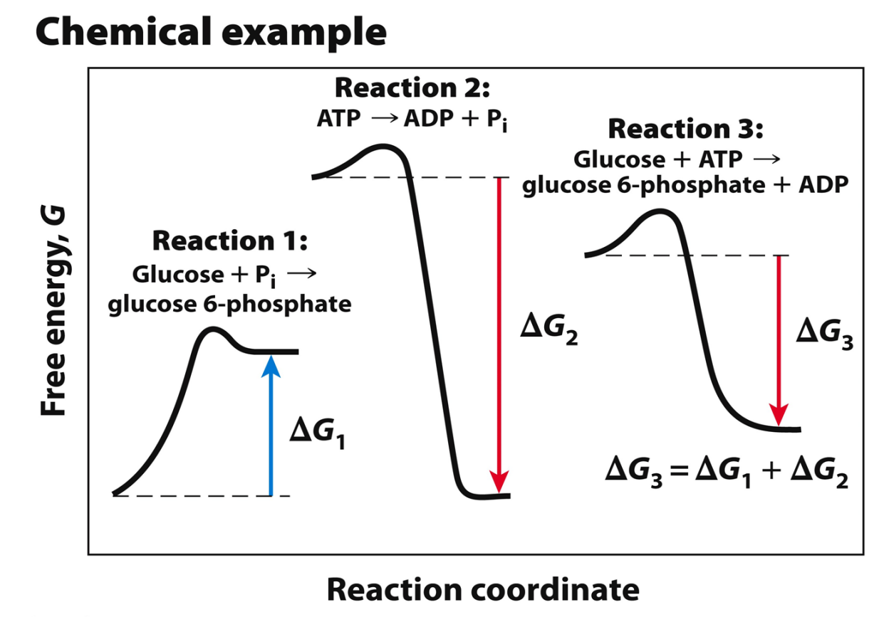 <ul><li><p>Many biological reactions are thermodynamically unfavourable (require energy or are endergonic)</p></li><li><p>To overcome this, endergonic reactions are <span style="color: rgb(252, 183, 199);"><strong><em>coupled </em></strong></span>with exergonic (or energyreleasing) reactions—to do biological work</p></li><li><p>The reactions of metabolism harness energy-releasing reactions to drive energy-requiring reactions</p></li></ul><p></p>