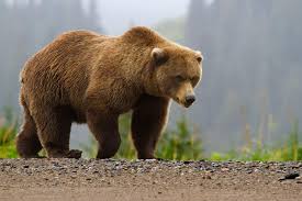 <p>Grizzly Bear (Ursus arctos)</p>