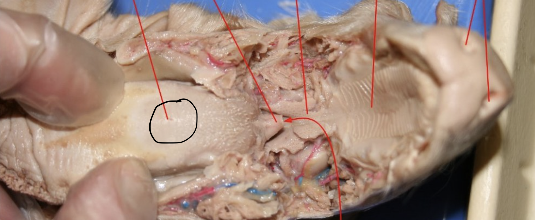 <p>Identify this Organ</p>
