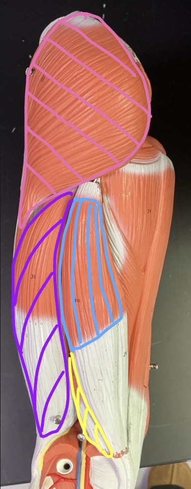 <p>what is the yellow muscle?</p>
