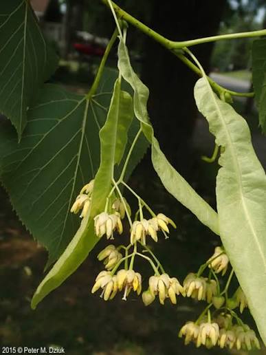 <p>attached by long stalk which is attached to bract </p>
