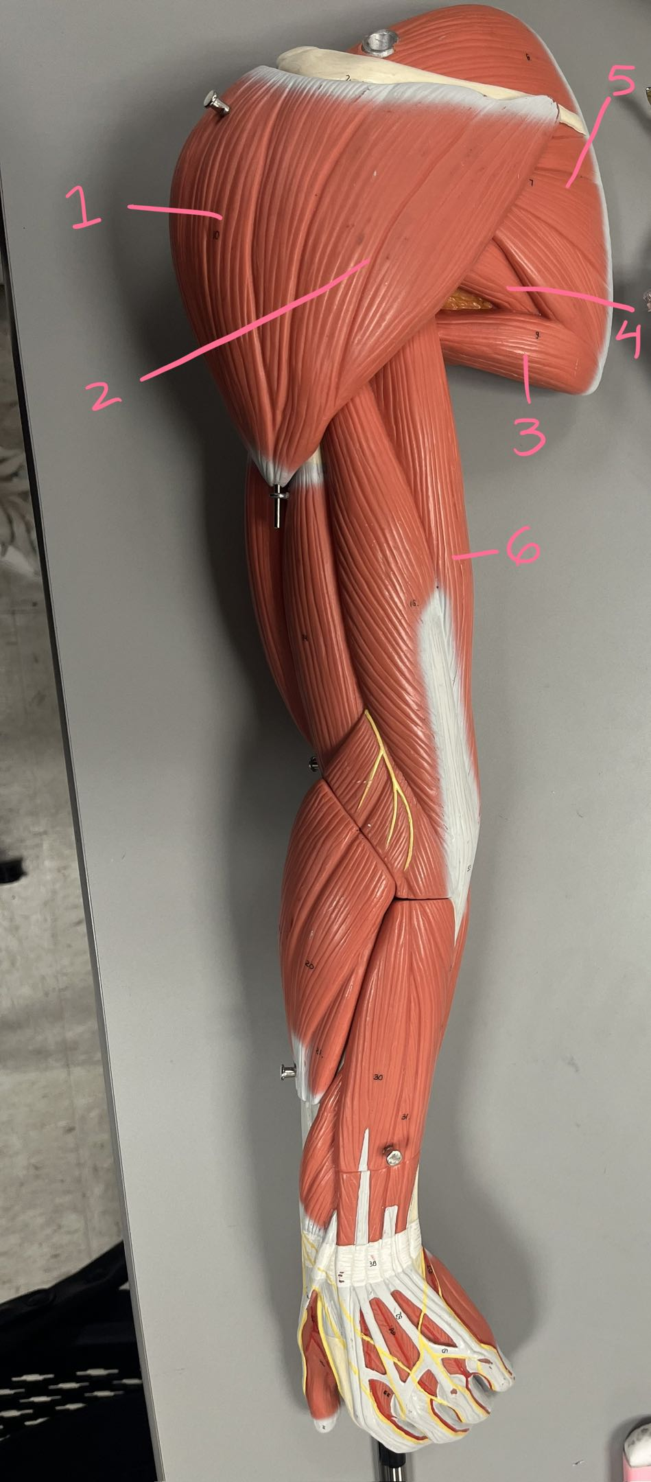 <p>6 + which head</p>