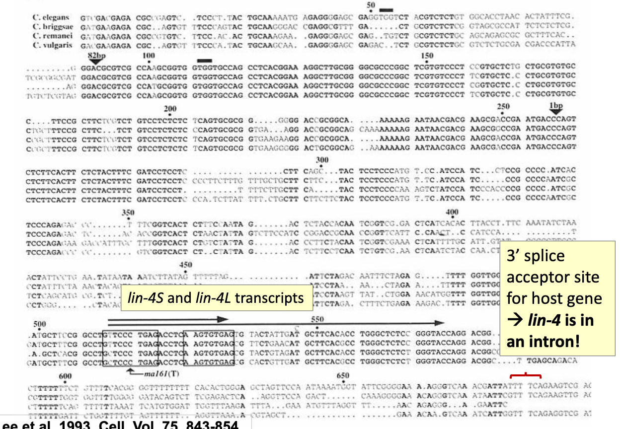 <ul><li><p>lin-4 is within an intron of another unrelated gene (doesn’t contribute to development) </p><ul><li><p>lin-4 is its own functional unit, even though it sits inside another gene</p></li></ul></li><li><p>When they looked at RNA made from this region, they found:</p><ul><li><p>A long RNA (~60–70 nt) = precursor (pre-miRNA)</p></li><li><p>A short RNA (~20–22 nt) = mature functional RNA</p><ul><li><p>short RNA actually does the job</p></li></ul></li></ul></li></ul><p></p>