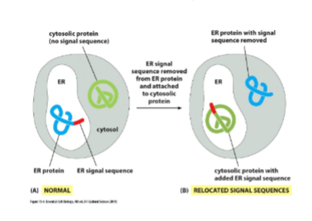 <p>usually 15-60AA long and are necessary to direct a protein to a particular destination. they are removed often after the finished protein has been sorted</p>