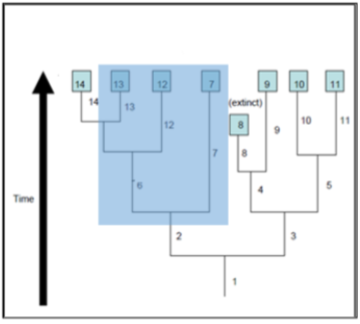 <p>A group of organisms that includes a common ancestor but not all of its descendants.</p>