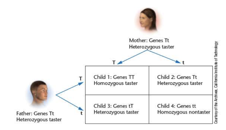 <p> Genes are either dominant, recessive, or intermediate.</p><p>− Examples: eye color, ability to taste PTC</p><p>• A dominant gene shows a strong effect in either the homozygous</p><p>or heterozygous condition.</p><p>• A recessive gene shows its effect only in the homozygous</p><p>condition.</p><p>• An intermediate gene occurs in a phenotype where there is</p><p>incomplete dominance in the heterozygous condition</p>