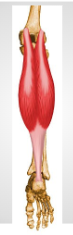 <ul><li><p><span style="background-color: transparent;">A: plantar flexion ankle; inversion &amp; adduction foot; flexion knee</span></p></li></ul><p></p>
