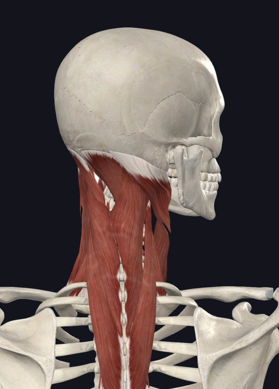 <p>extension of head; rotation of face to same side as muscle</p>