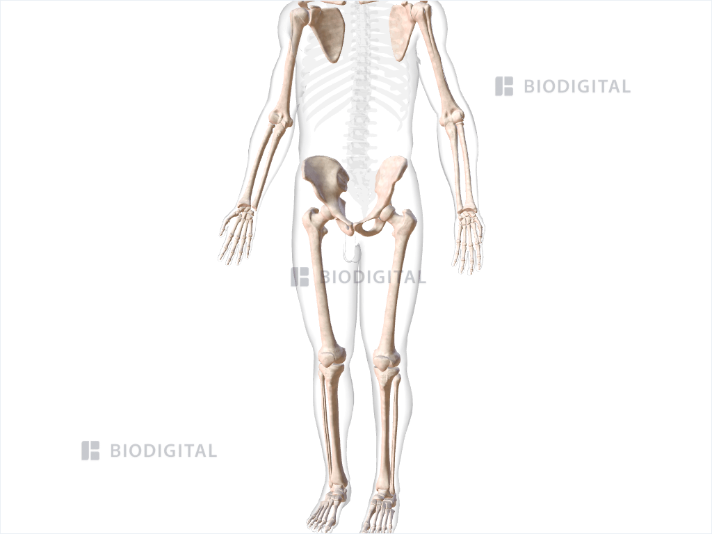 <p>The pectoral girdle / shoulder girdle, upper limbs, hip (or pelvic) girdle / coxal bone / coxa / os coxa, and lower limbs are part of the</p>