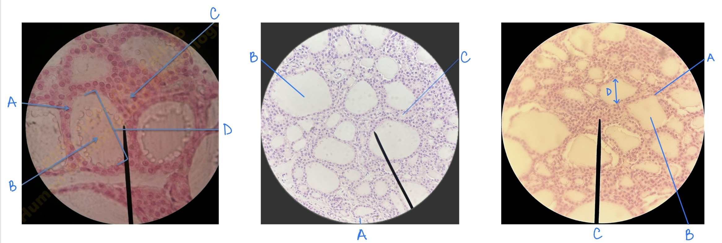 <p>Name a hormone produced by C</p>