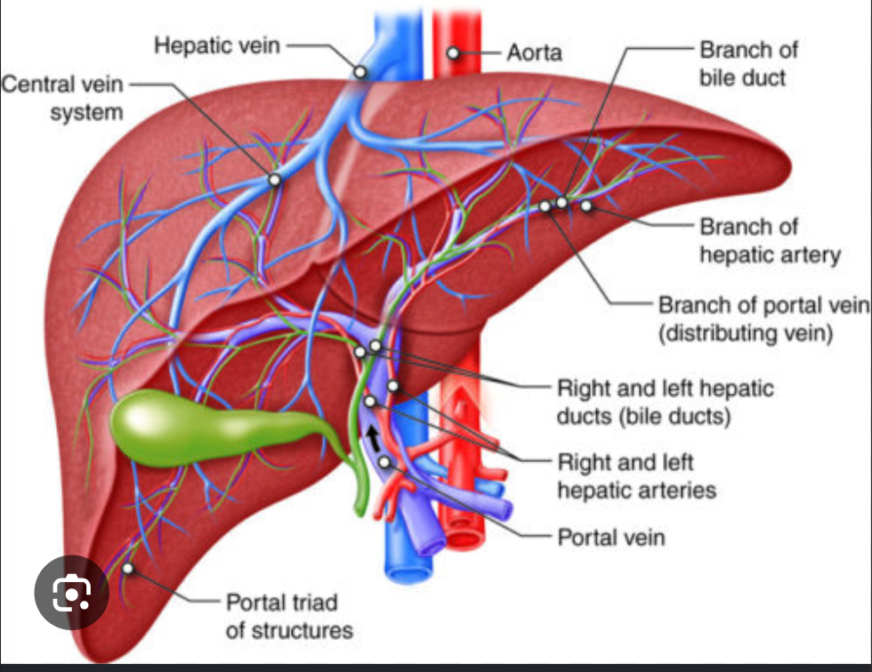 <ul><li><p>Hepatic duct</p></li><li><p>Portal vein</p></li><li><p>Hepatic artery</p></li></ul><p></p>