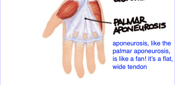 <p>A specialized tendon that’s wide &amp; flat</p>