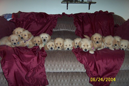 <p>(adj.) fruitful in offspring or vegetation; intellectually productive</p>