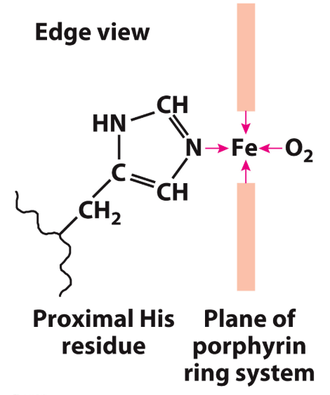 <ul><li><p>Found mainly in muscle tissue, where its role is to bind to oxygen <span>(delivered to tissue via hemoglobin in the blood) and supply it to mitochondria</span></p></li><li><p><span>It's quite a small molecule. It only has a single polypeptide chain of 153 amino acids. TERTIARY STRUCTURE </span></p></li><li><p><span>The structure has 8&nbsp;α-helices, along with a pocket that binds porphyrin ring (shown in red) that has an iron bound at its centre</span></p></li><li><p><span>The iron is what binds oxygen</span></p></li><li><p><span>This iron-bound porphyrin ring is known as "heme" and is technically a "prosthetic group"(A prosthetic group is a compound permanently associated with a protein that helps with the protein's function.)</span></p><ul><li><p><span>It's actually the side chain nitrogen of a </span><strong>histidine </strong><span>(</span><strong>His</strong><span>)&nbsp;amino acid that helps to interact with the heme:</span></p></li></ul></li><li><p><span>Myoglobin binds oxygen with high affinity, and this property helps it to acquire the oxygen from incoming molecules of haemoglobin</span></p></li></ul><p></p>