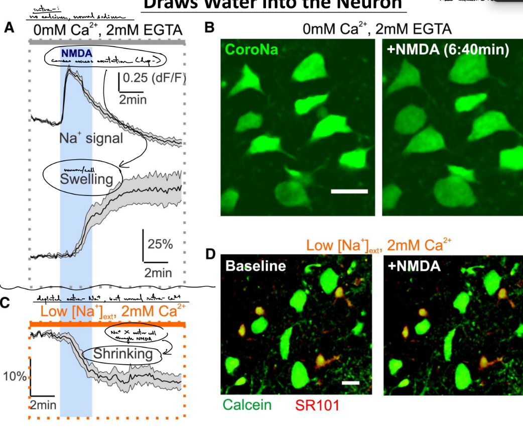 <ul><li><p><u>loss of blood flow to the brain</u> will bring less glucose &amp; oxygen to the brain, SO less of these 2 will <u>makes less ATP</u> (energy)</p></li><li><p><u>the Na+/K+ pump uses a lot of ATP</u> b/c the pump maintains the RMP by using ATP to move ions against their concentration gradient</p></li></ul><p>…</p><p><u>swelling </u>is caused by <u>depolarization </u>&amp; <u>excess Na+ influx</u>, which <u>brings water into the neuron</u></p><p></p>