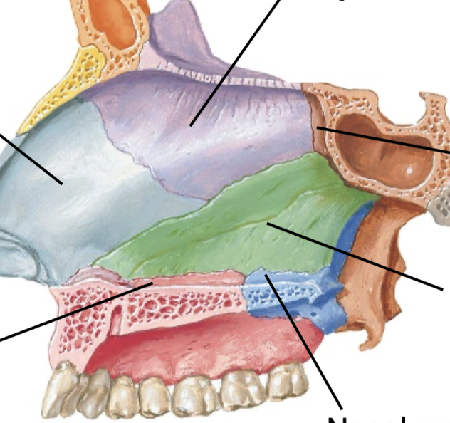 <p>Know the bony components of the nasal septum.</p>