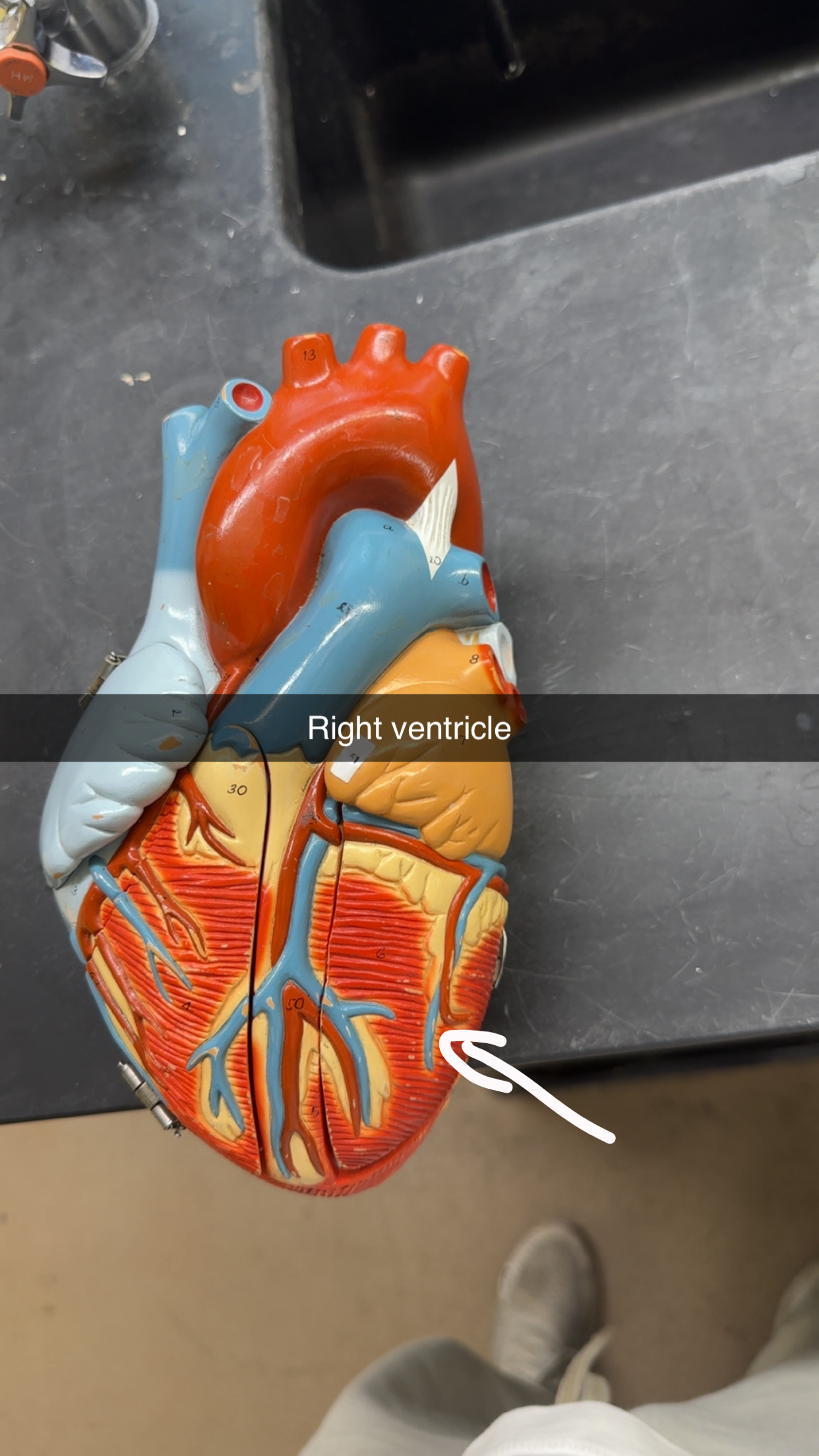 knowt flashcard image