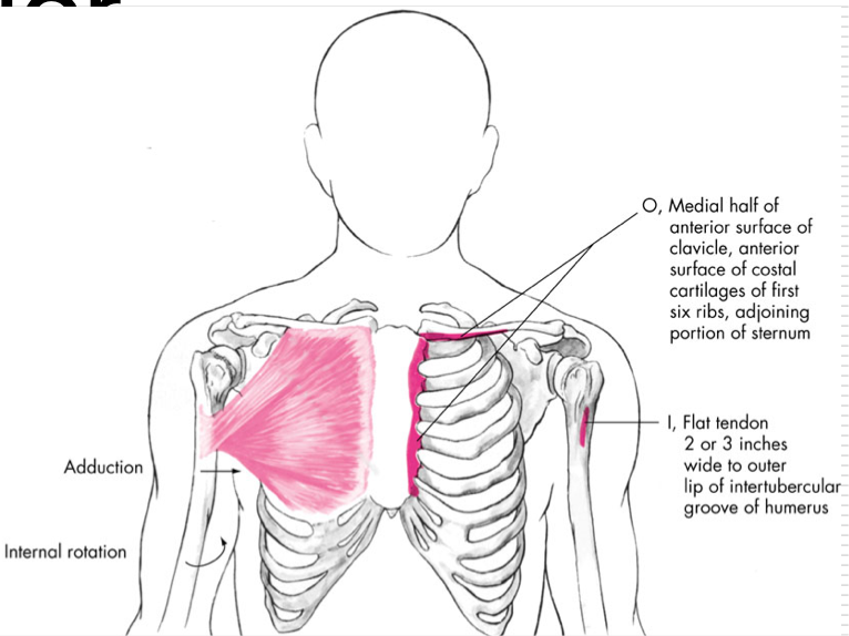 <p>Adduction </p><p>Internal Relations </p><p>Flexion </p><p>O - Medial ½ of clavicle, manubrium, and body of sternum, costal cartilage 1-6</p><p>I - Crest of greater tubercle of humerus (bicipital groove) </p>