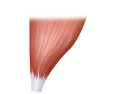 <p><span style="background-color: transparent;">Large at one end uniformly tapers to a single tendon</span></p><p><span style="background-color: transparent;">Ex.&nbsp;pectoralis major</span></p>