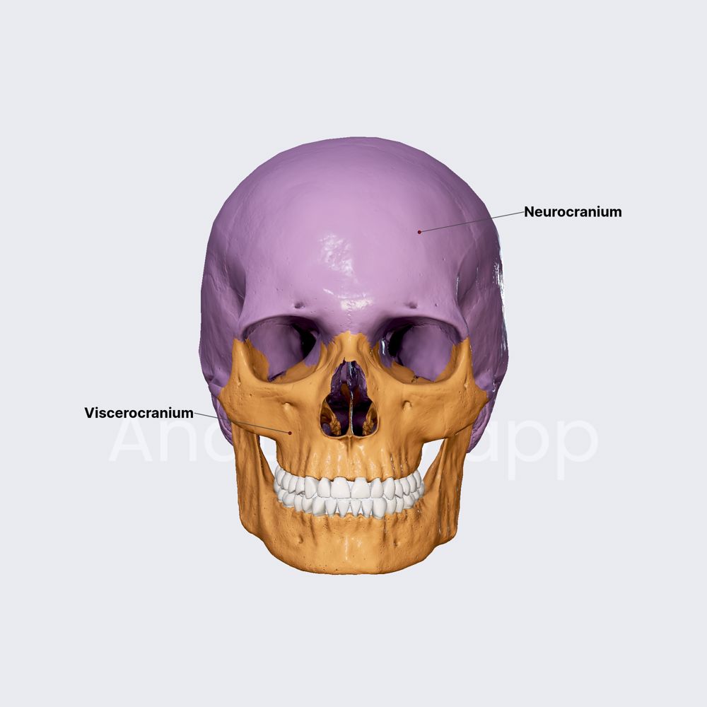 <p>what are the developmental divisions of the skull</p>