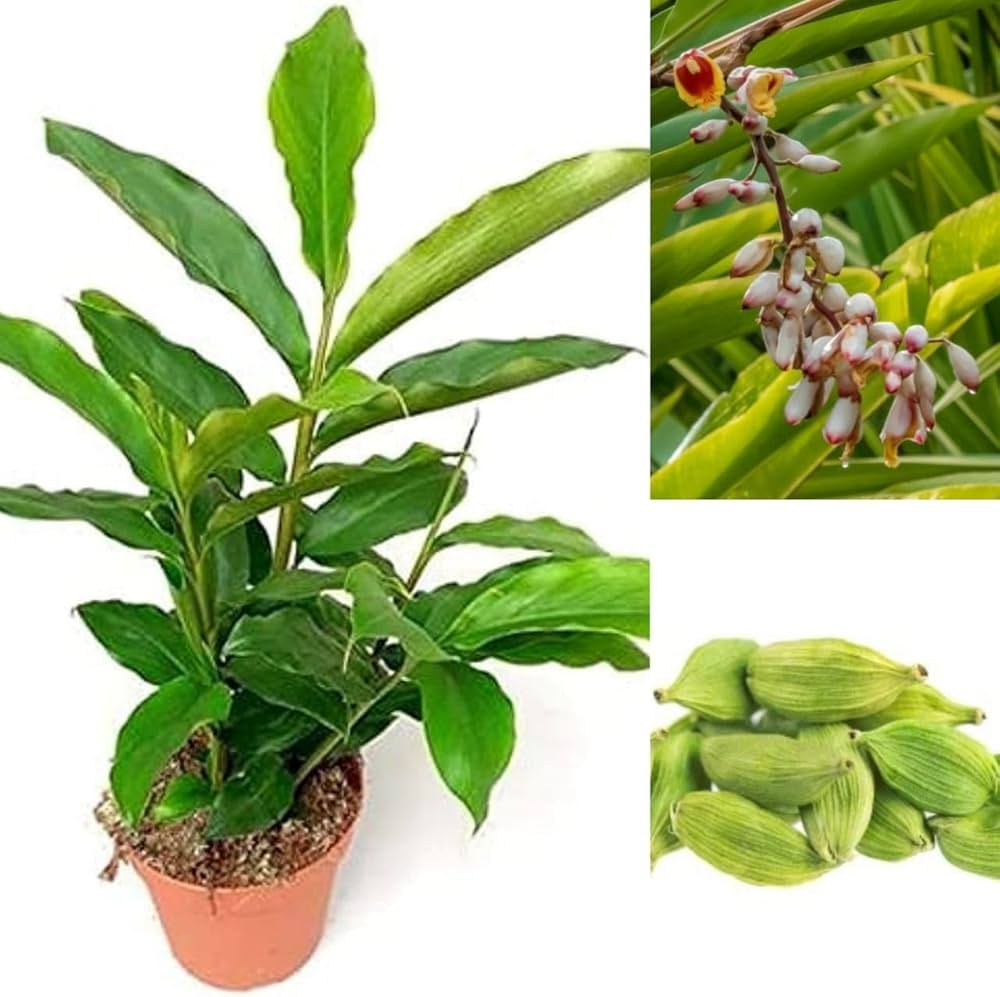 <p><strong>Common name</strong>: Cardamom</p><p><strong>Part used</strong>: Leaves, seeds</p><p><strong>Uses</strong>: Carminative, digestive stimulant, antimicrobial, anti-inflammatory, antihypertensive, antimutagenic, anticancer </p><p><strong>Constituents</strong>: <strong>α-Terpinyl acetate, 1,8-cineole (monoterpenes; essential oil)</strong></p>