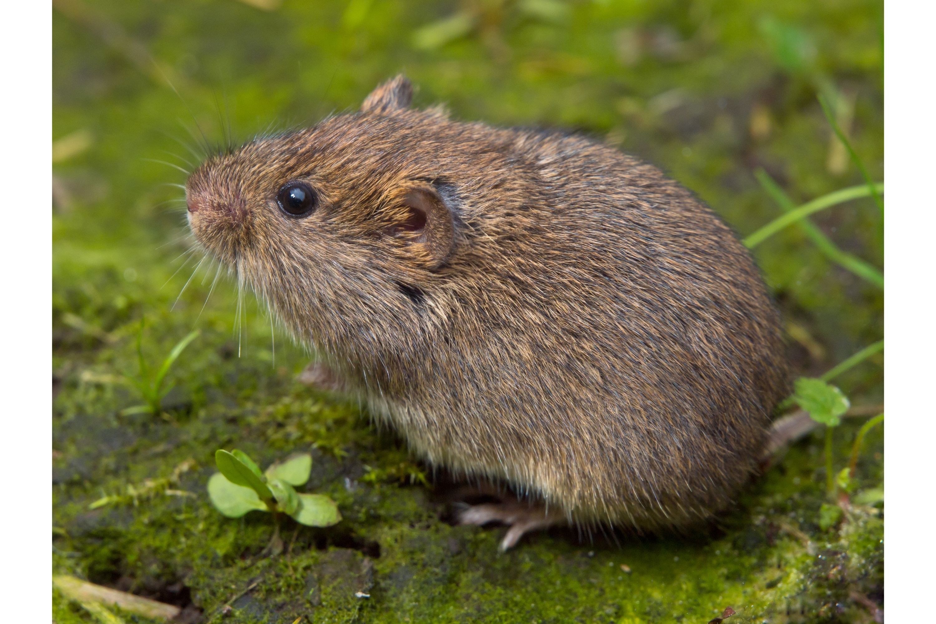 <p>what species is this</p>