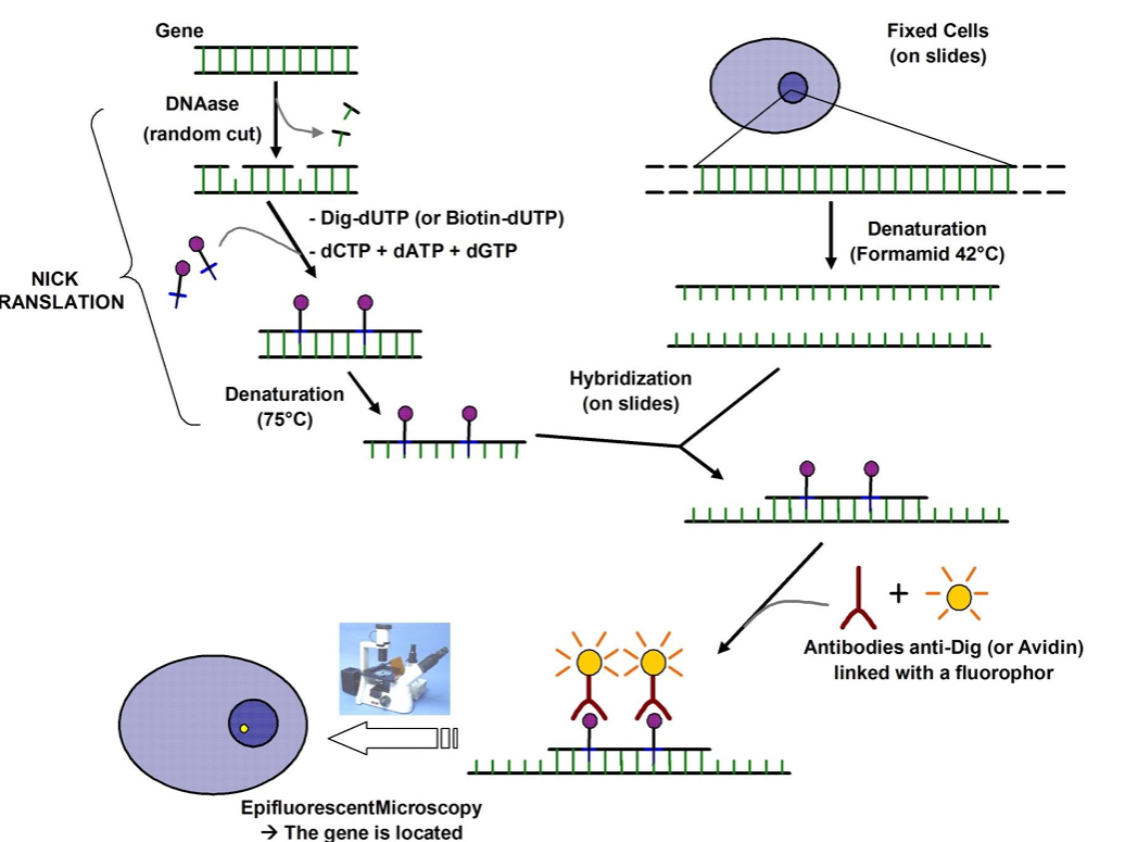 <ul><li><p><strong>detection position of known DNA fragment</strong> on a chromosome by<strong> in situ hybridisation</strong></p></li><li><p>common used variation fluorescence in situ hybridisation</p></li><li><p><strong>FISH</strong> was first used to map genes in drosophila</p></li></ul><p></p>