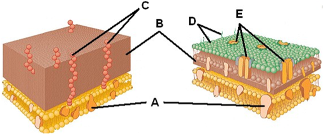 <p>Which structure below most accurately represents a porin</p>