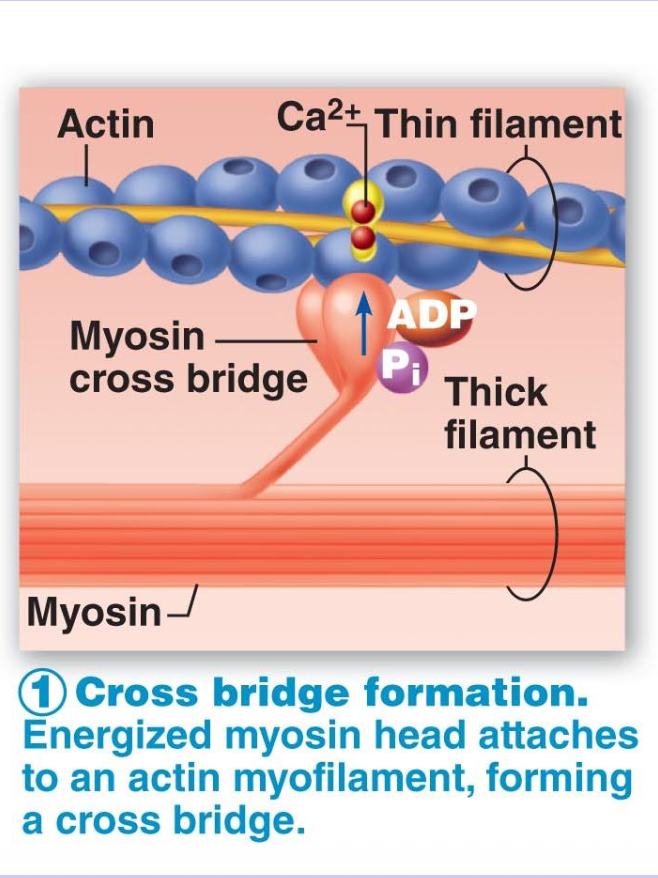 <ol><li><p>Calcium binds to troponin</p></li><li><p>Troponin moves tropomyosin out of the way</p></li><li><p>Myosin heads bind to actin</p></li></ol><p></p>